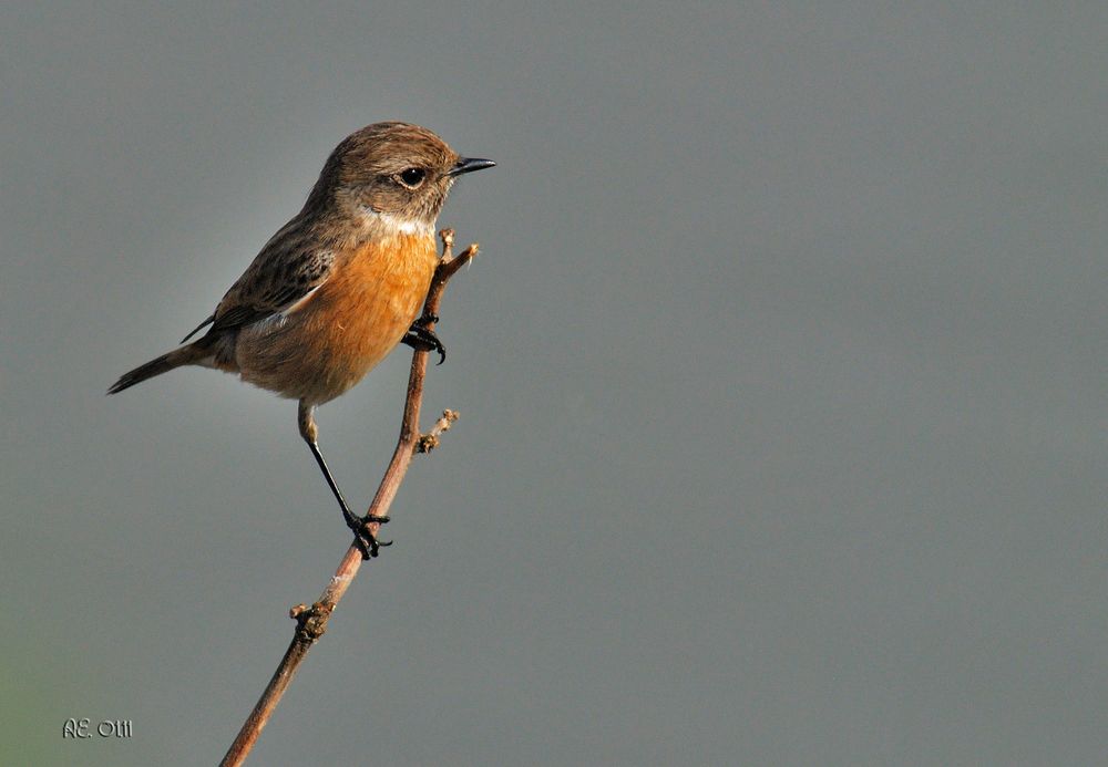 Schwarzkehlchen weibl. (Saxicola torquata )