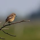 Schwarzkehlchen - weiblich