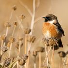 Schwarzkehlchenmännchen auf vertrockneten Blüten