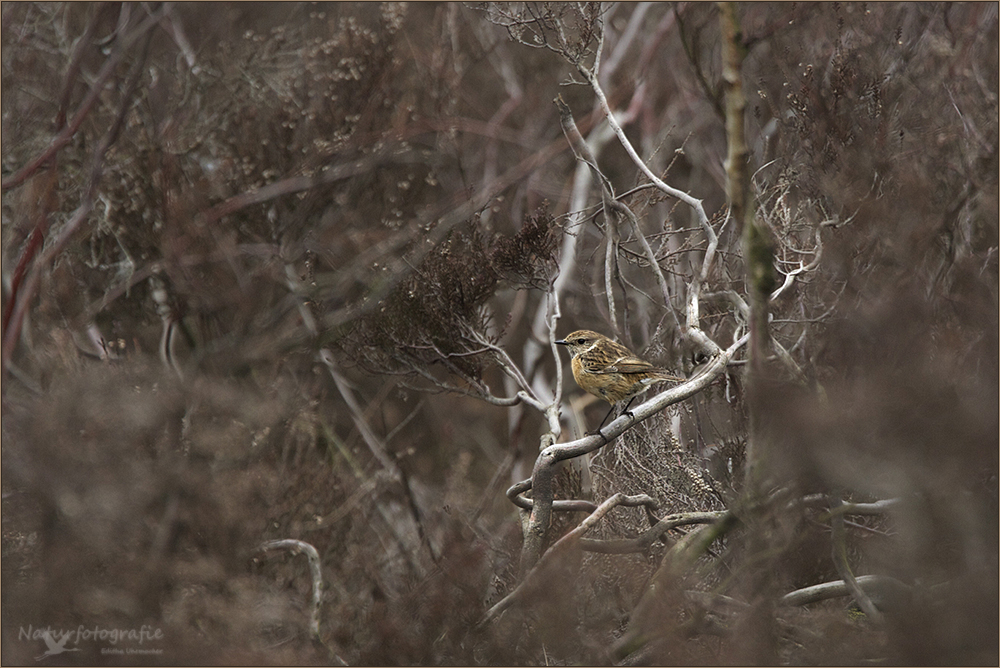 schwarzkehlchen's ( saxicola rubicola ) 02/12