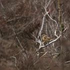 schwarzkehlchen's ( saxicola rubicola ) 02/12