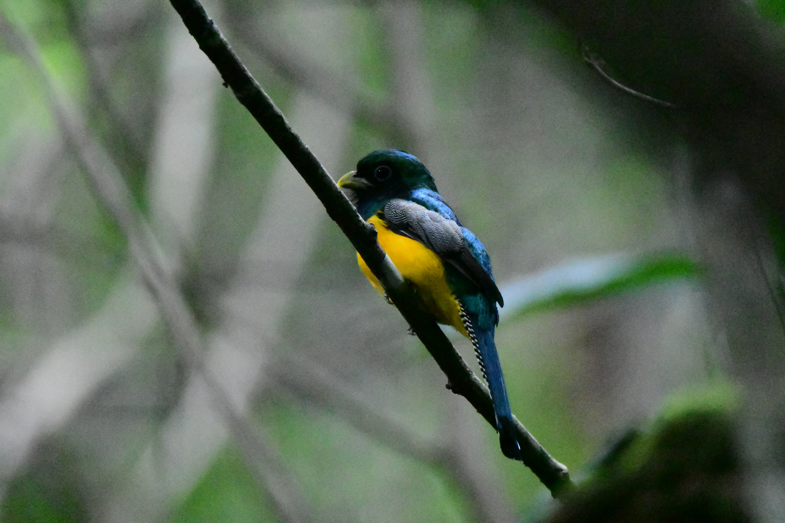 Schwarzkehltrogon