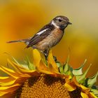 Schwarzkelchen auf Sonnenblume