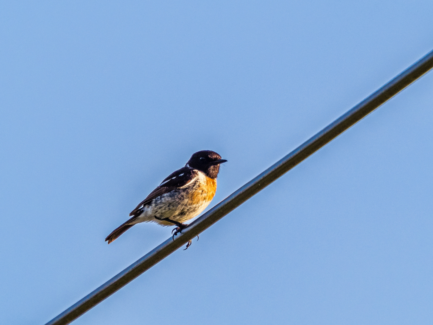 Schwarzkelchen in der Abendsonne