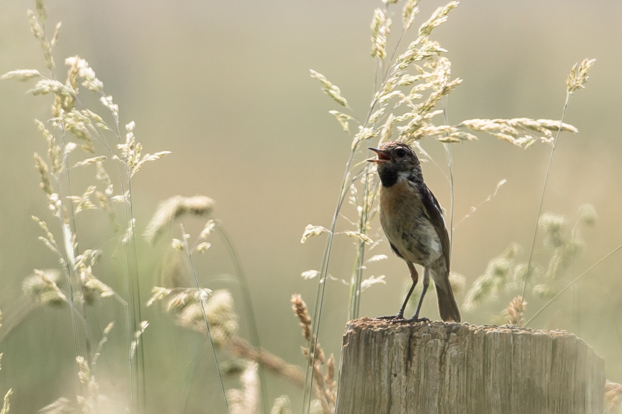 Schwarzkelchen (Jungvogel)