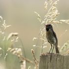 Schwarzkelchen (Jungvogel)