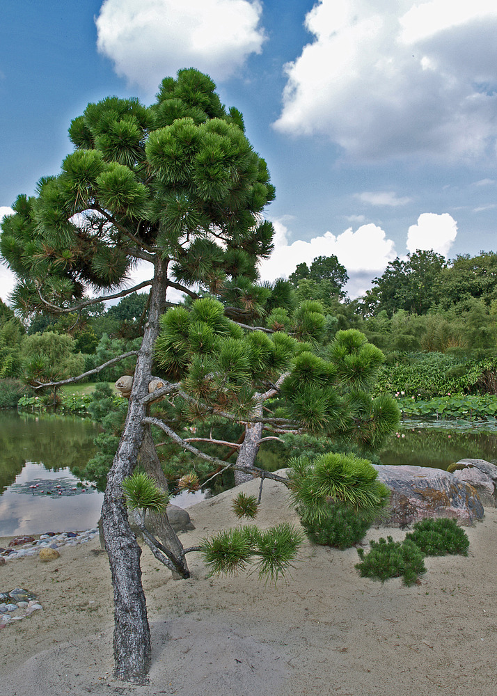 Schwarzkiefer im Arboretum Ellerhoop