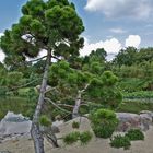 Schwarzkiefer im Arboretum Ellerhoop