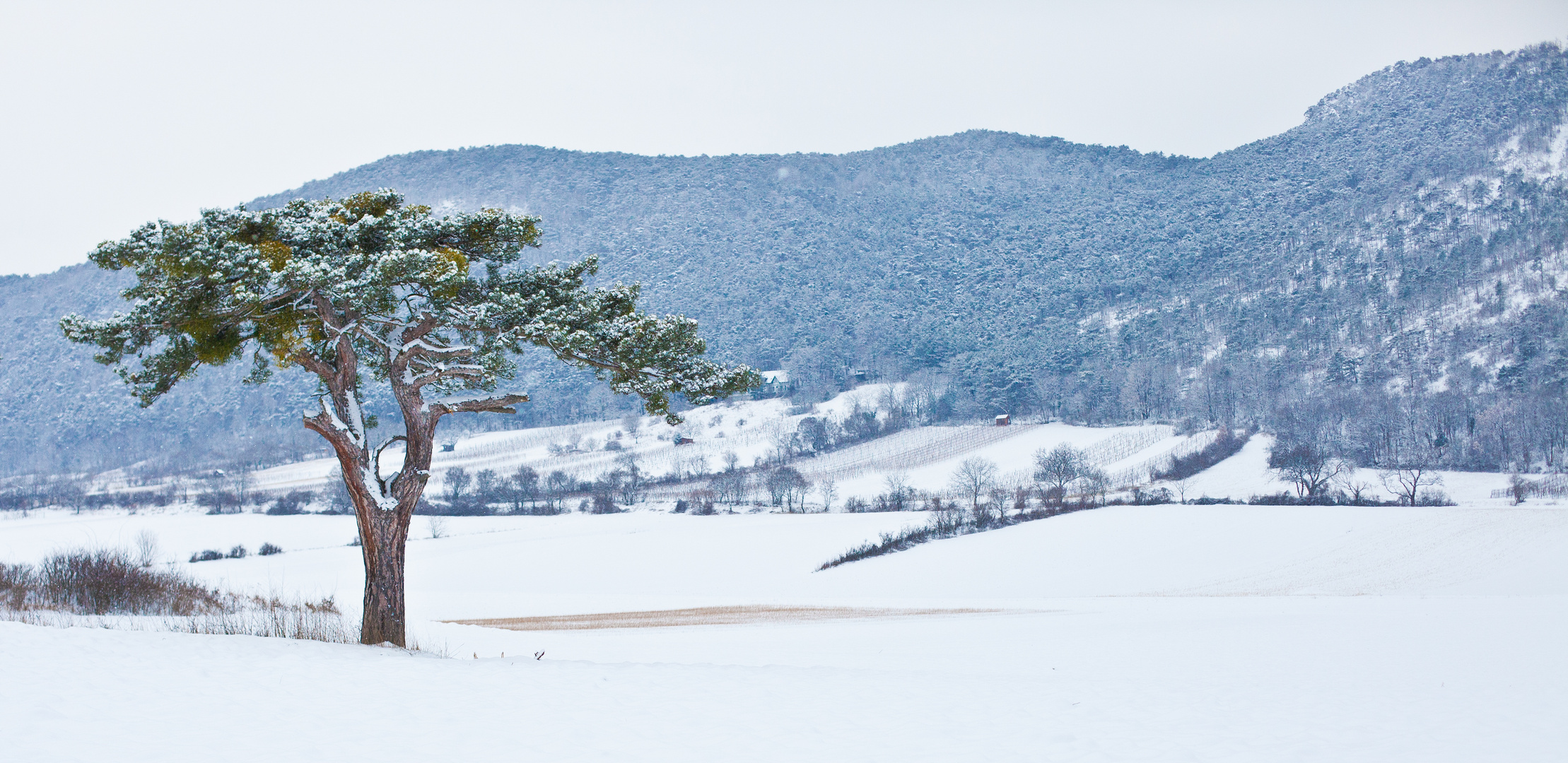 Schwarzkiefer im Schnee