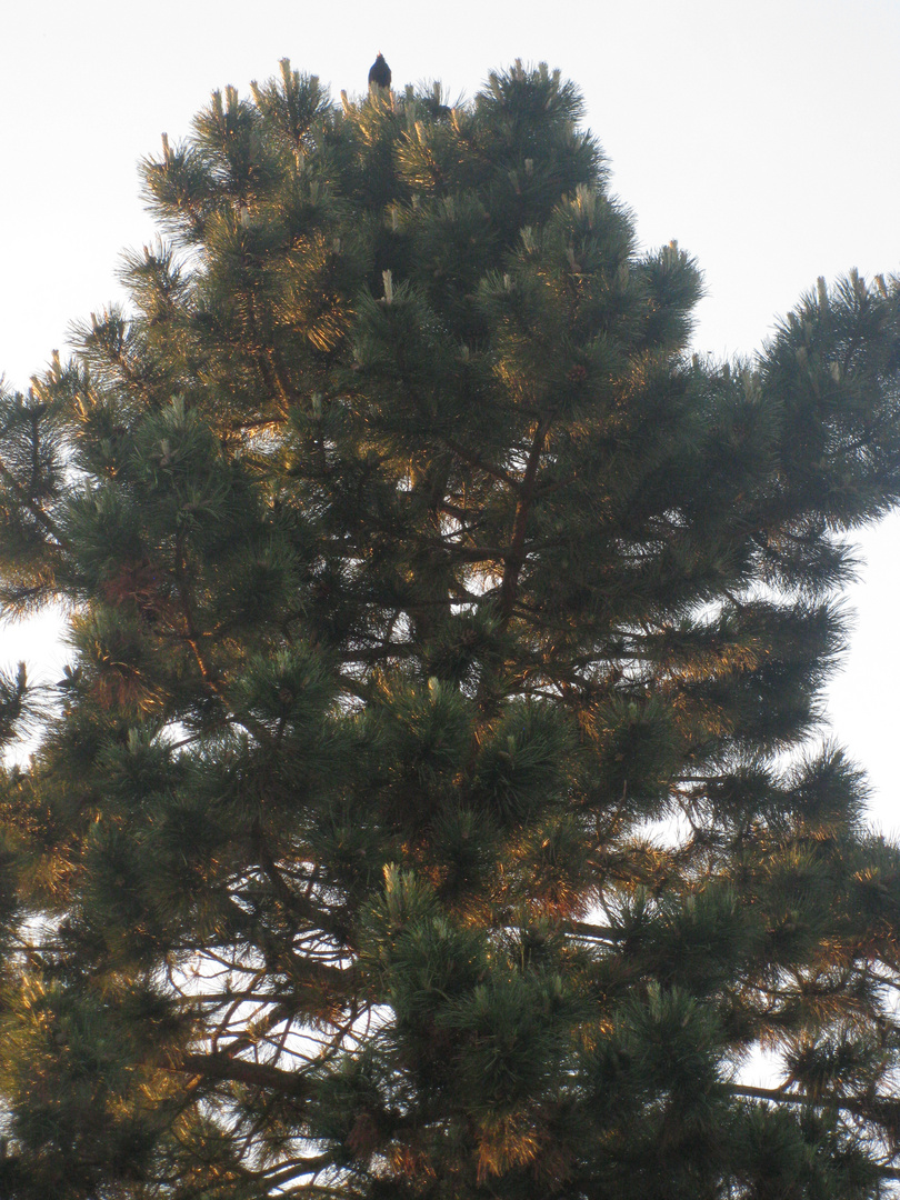 Schwarzkiefer in meinem Garten Foto & Bild baum, natur, motive Bilder