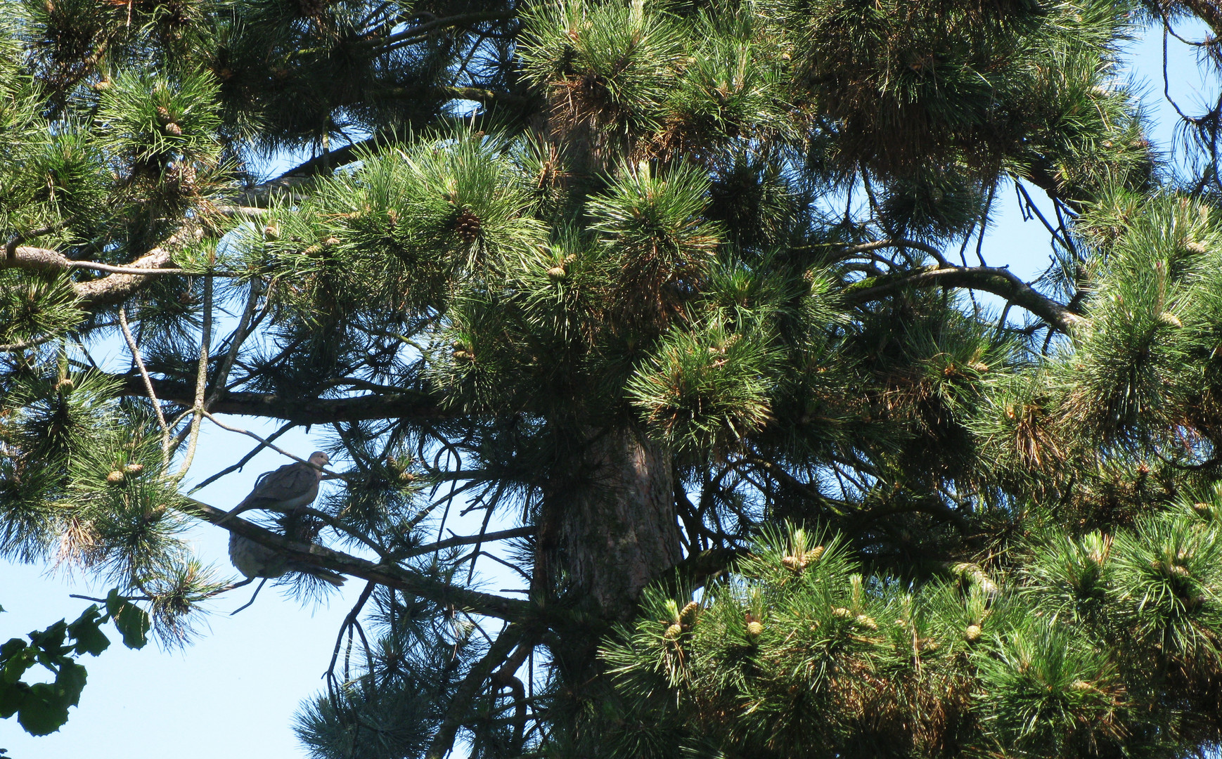 Schwarzkiefer (Pinus nigra)