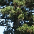 Schwarzkiefer (Pinus nigra)