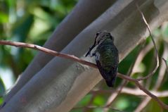 Schwarzkinnkolibri
