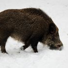 Schwarzkittel im Tierpark Hexentanzplatz