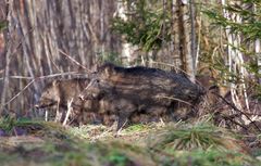 Schwarzkittel im Wald.