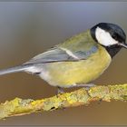 Schwarzköpfchen... Kohlmeise *Parus major*