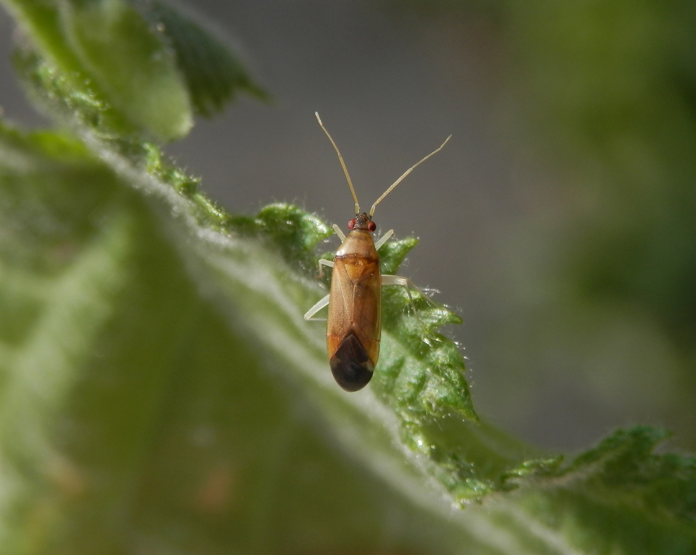 Schwarzköpfige Eichenweichwanze (Phylus melanocephalus)