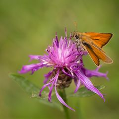 Schwarzkolbigen Braun-Dickkopffalter (Thymelicus lineola)