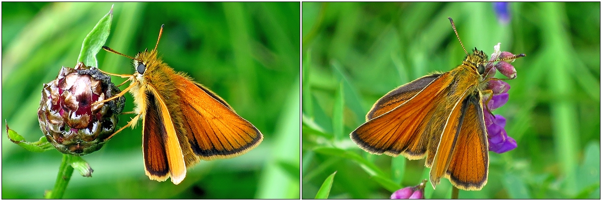 Schwarzkolbiger Braun-Dickkopffalter (Thymelicus lineola)