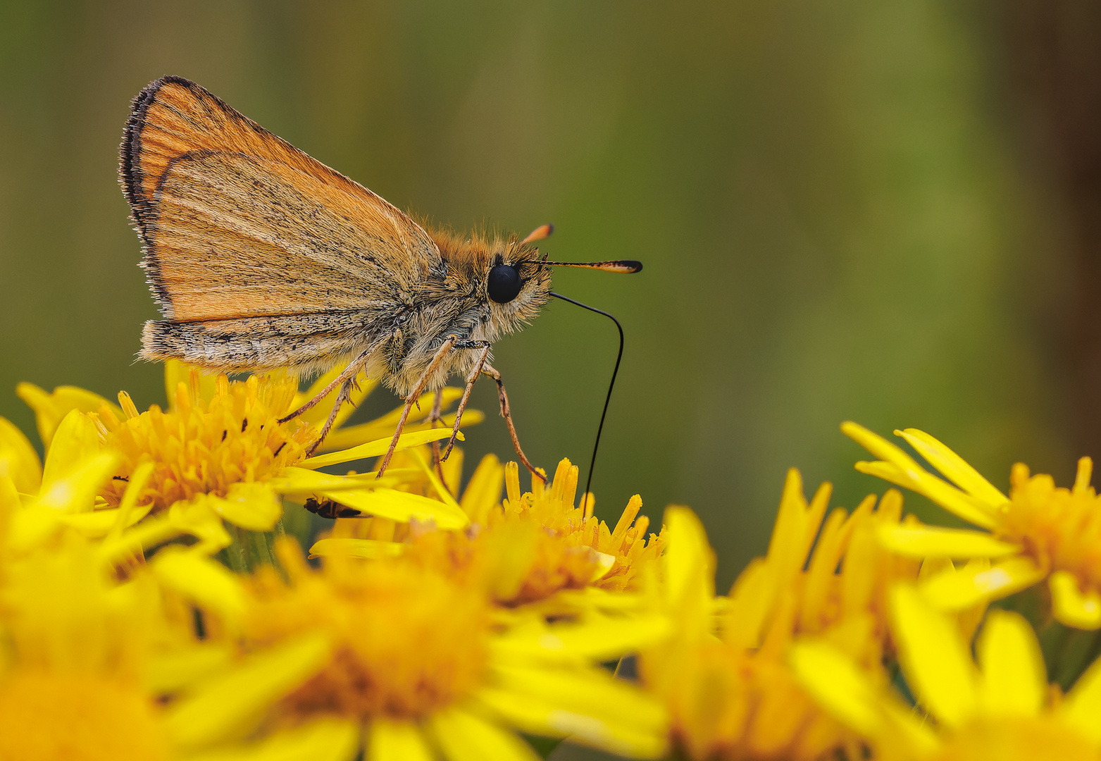 Schwarzkolbiger Braun-Dickkopffalter (Thymelicus lineola)