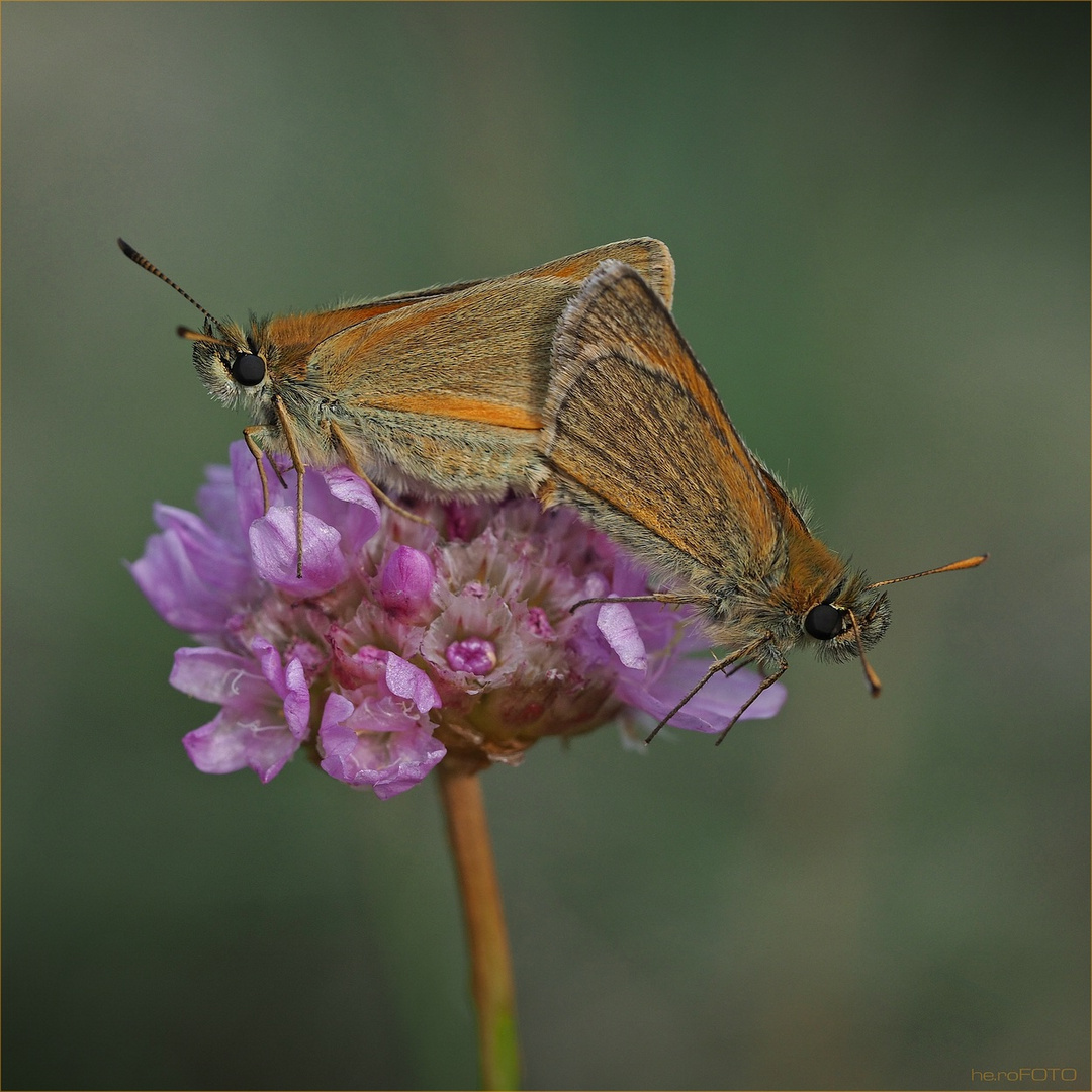  Schwarzkolbiger Braun-Dickkopffalter (Thymelicus lineola)