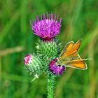 Schwarzkolbiger Braun-Dickkopffalter (Thymelicus lineola)....