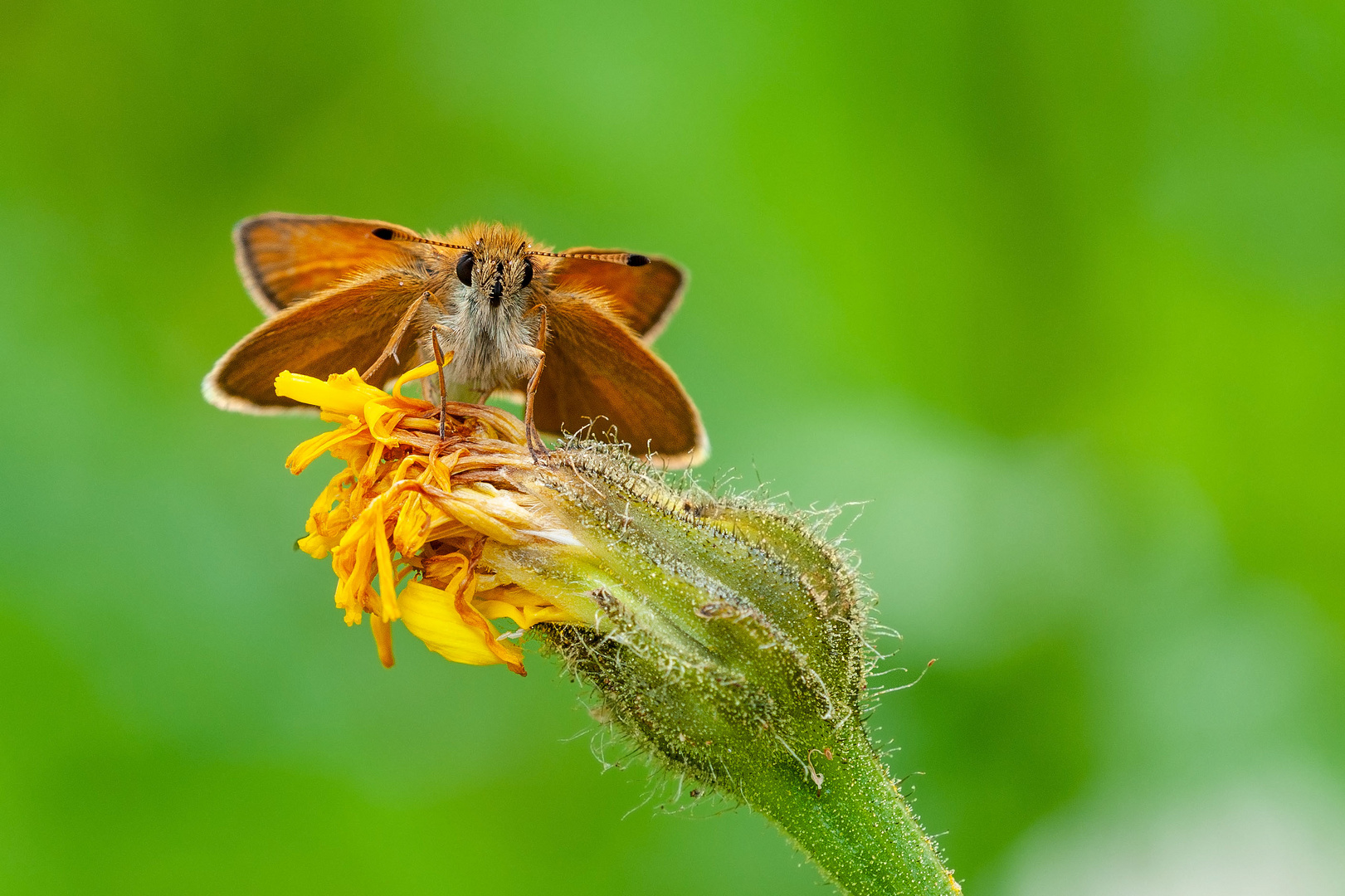 Schwarzkolbiger Braun-Dickkopffalter (Thymelius lineola)