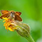 Schwarzkolbiger Braun-Dickkopffalter (Thymelius lineola)