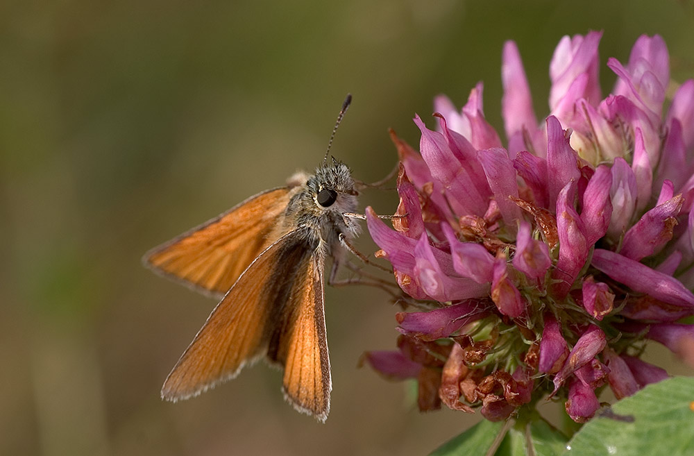 Schwarzkolbiger Braundickkopffalter (Thymelicus lineola)