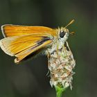 Schwarzkolbiger Braundickkopffalter (Thymelicus lineola) - L'Hespérie du Dactyle.