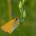 Schwarzkolbiger Braundickkopffalter (Thymelicus lineola) - L’Hespérie du dactyle.