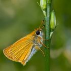 Schwarzkolbiger Braundickkopffalter (Thymelicus lineola) - L'Hespérie du Dactyle.