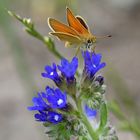 Schwarzkolbiger Dickkopffalter (Thymelicus lineola) ...