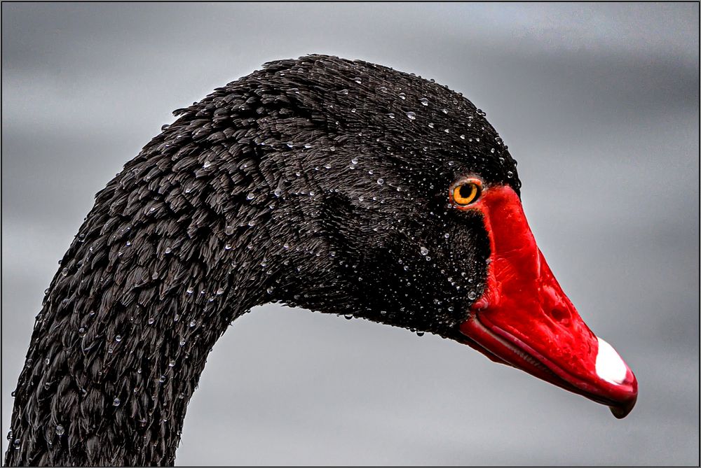 Schwarzkopf Foto & Bild asia, china, tiere Bilder auf