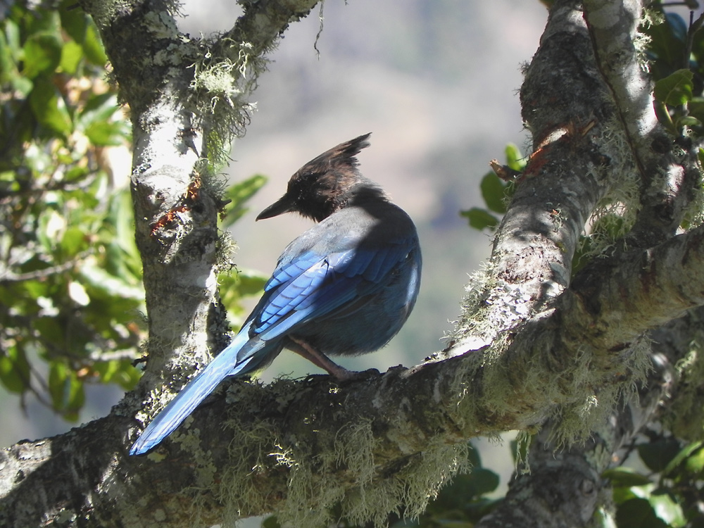 Schwarzkopf oder Diadem-Häher (Steller's Jay)