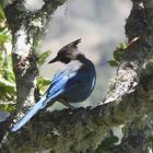 Schwarzkopf oder Diadem-Häher (Steller's Jay)