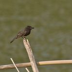 Schwarzkopf-Phoebetyrann - Black Phoebe (Sayornis nigricans)