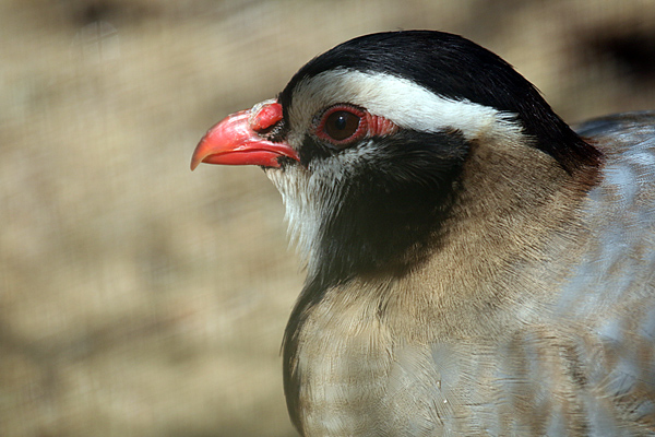 Schwarzkopf Steinhuhn