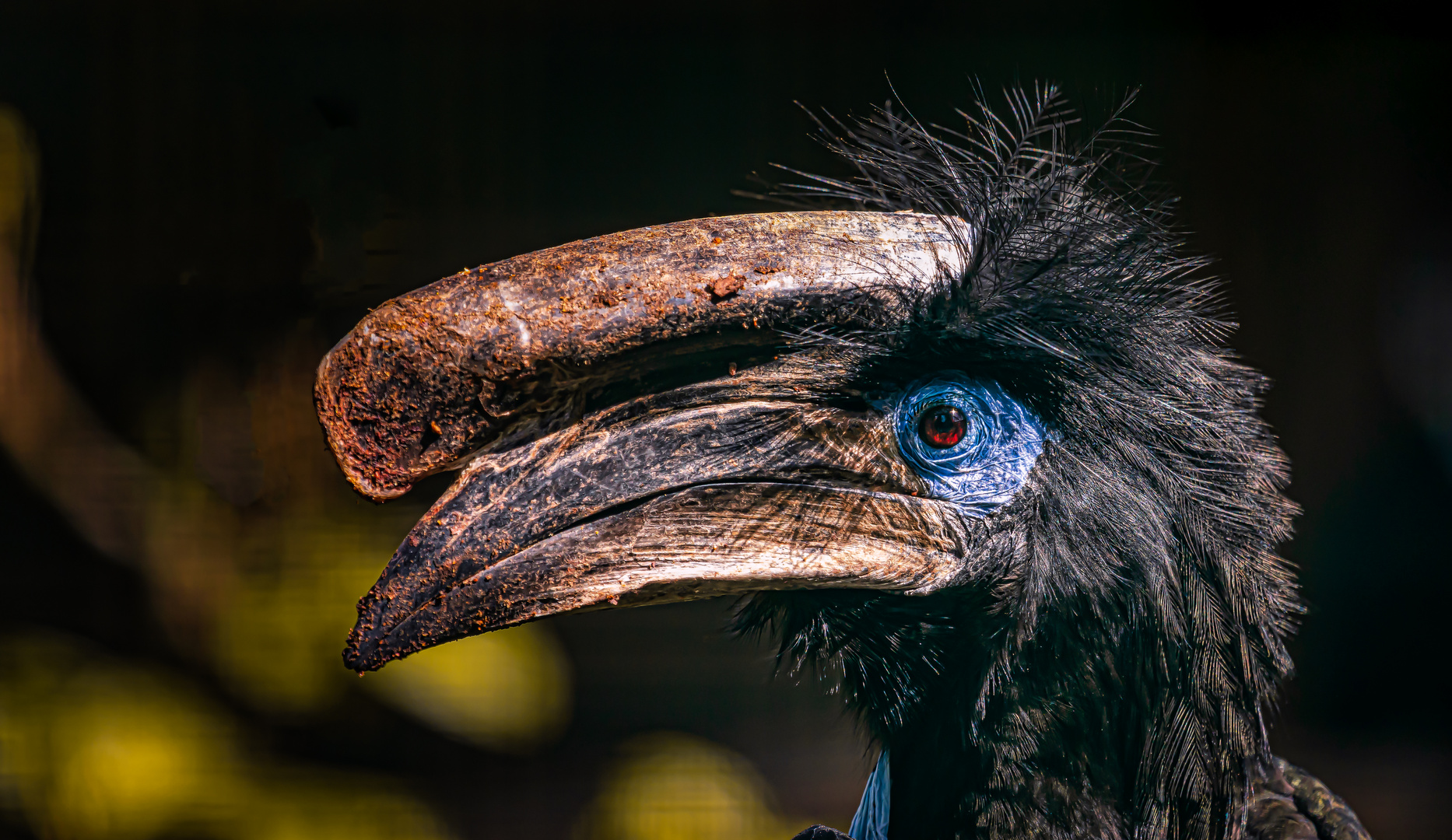 Schwarzkopfhornvogel