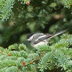 Schwarzkopfmeise - Black-capped Chickadee (Poecile atricapillus)