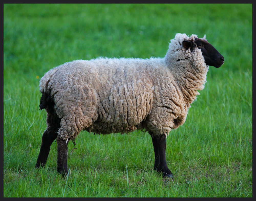 Schwarzkopfschaf Foto & Bild tiere, wildlife, säugetiere Bilder auf