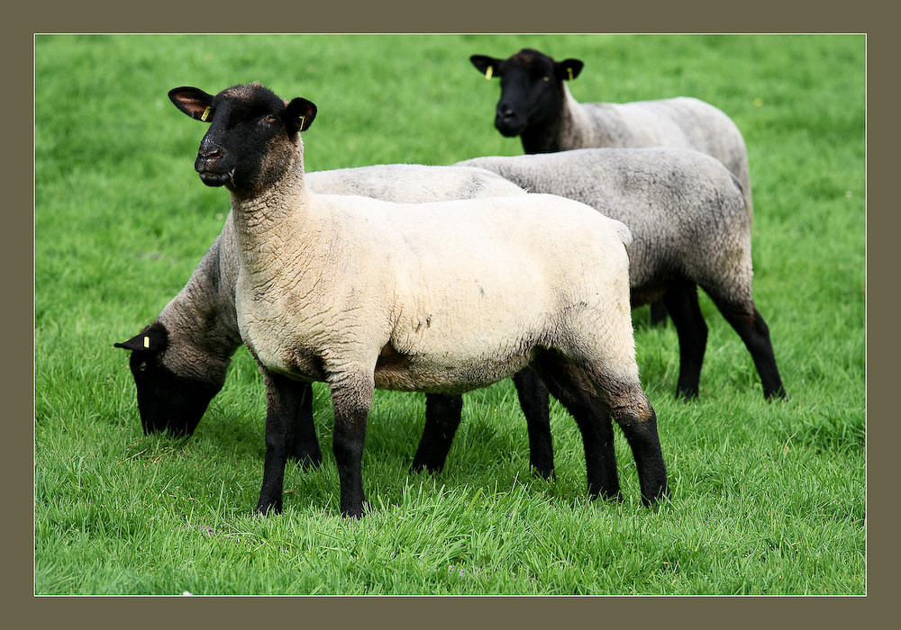 Schwarzkopfschaf in Rockstedt Foto & Bild tiere, wildlife, wildlife