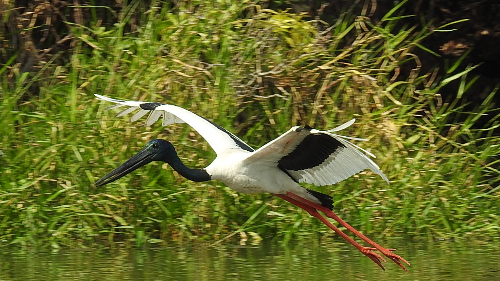 Schwarzkopfstorch