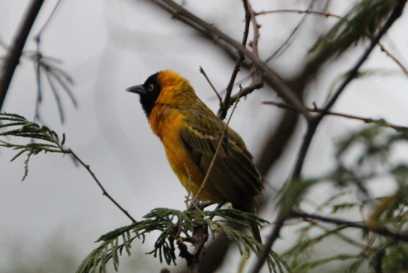 Schwarzkopfweber  -  Black-headed Weaver