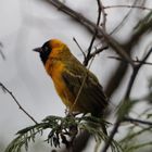 Schwarzkopfweber  -  Black-headed Weaver