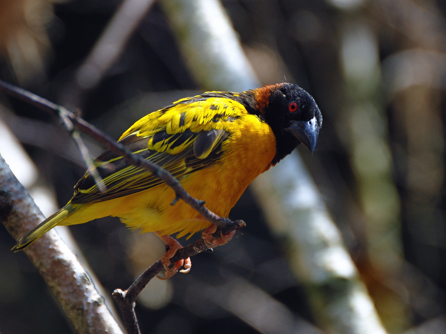 Schwarzkopfweber (Ploceus melanocephalus)