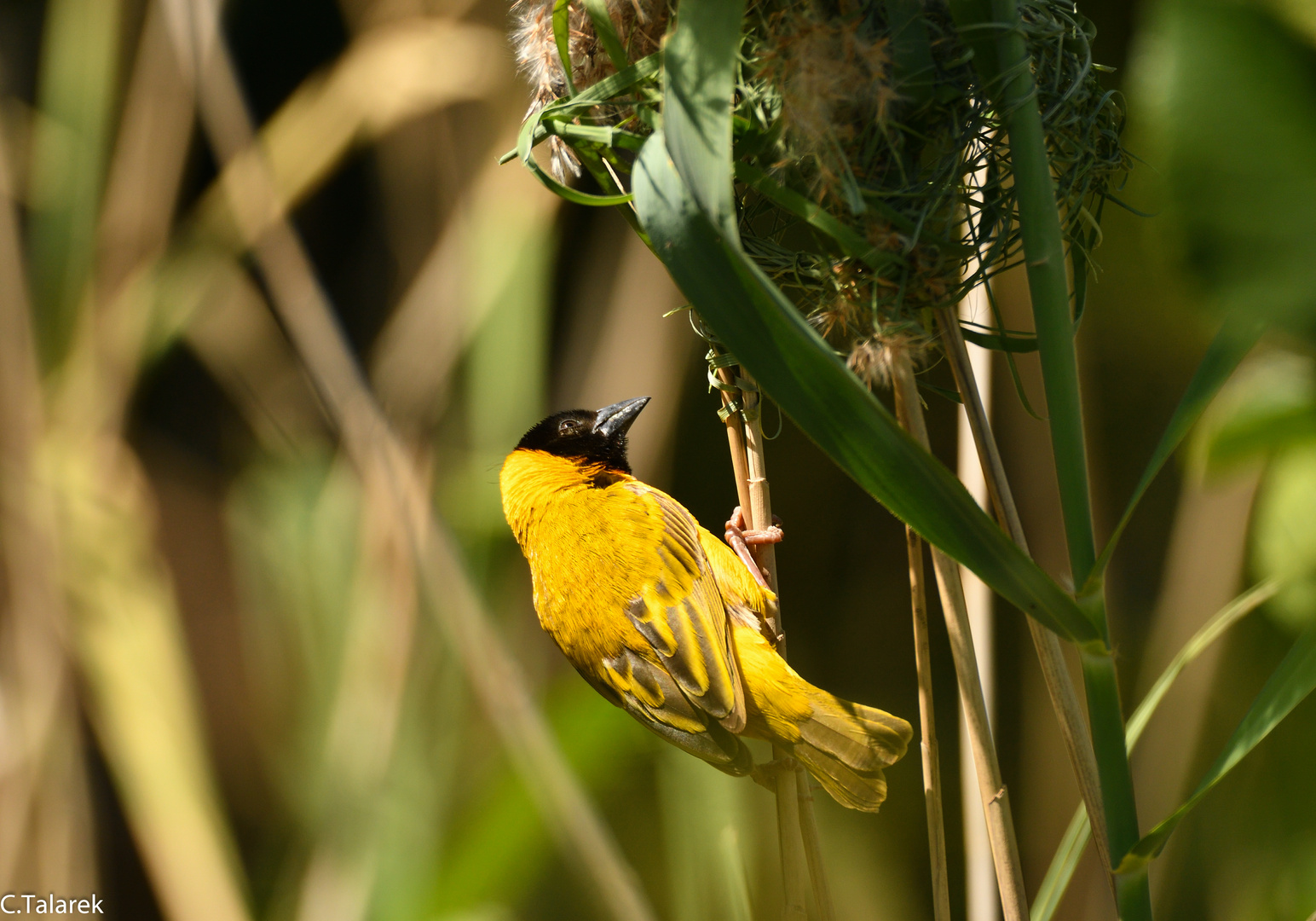 Schwarzkopfwebermännchen am Nest 