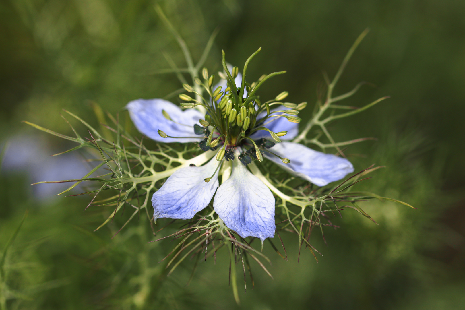 Schwarzkümmel Blüte