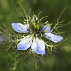 Schwarzkümmel Blüte