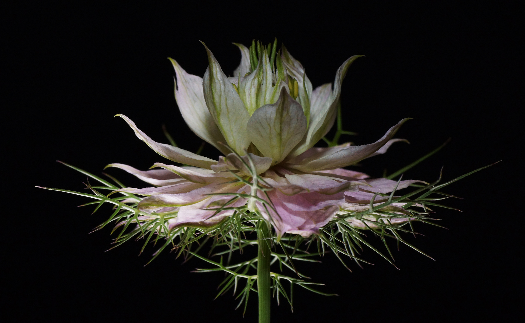 Schwarzkümmel (Nigella)